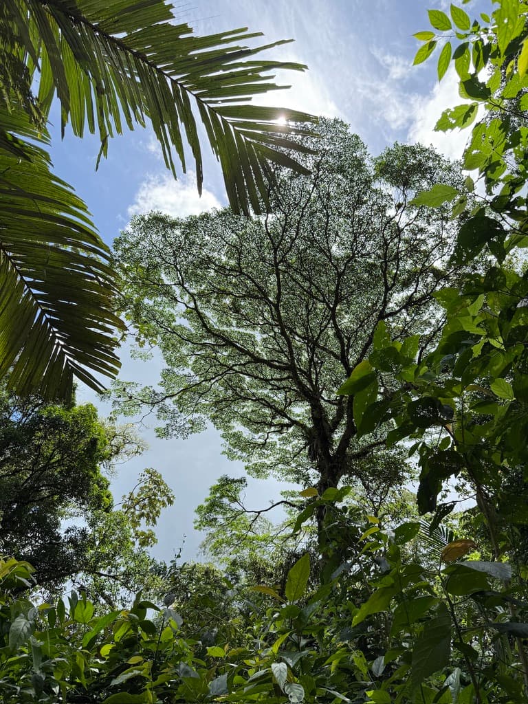 costarica-tree
