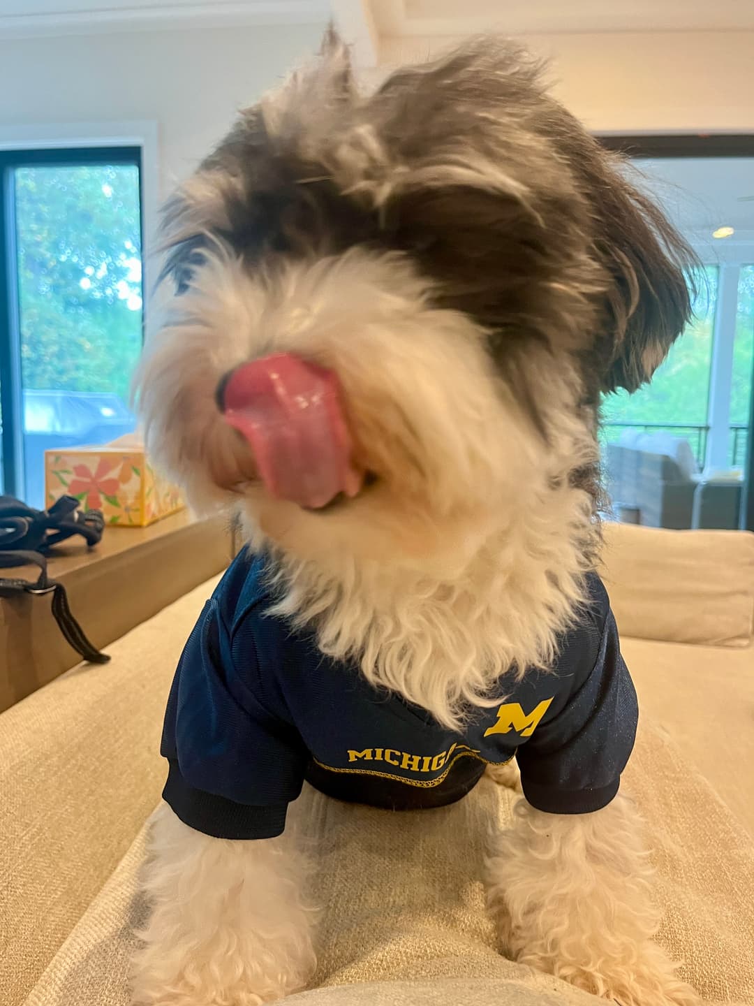 ollie-tongue